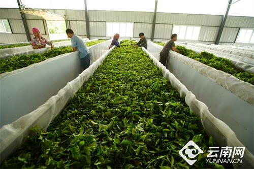 云南绿春 1 3 模式推动茶产业提质增效